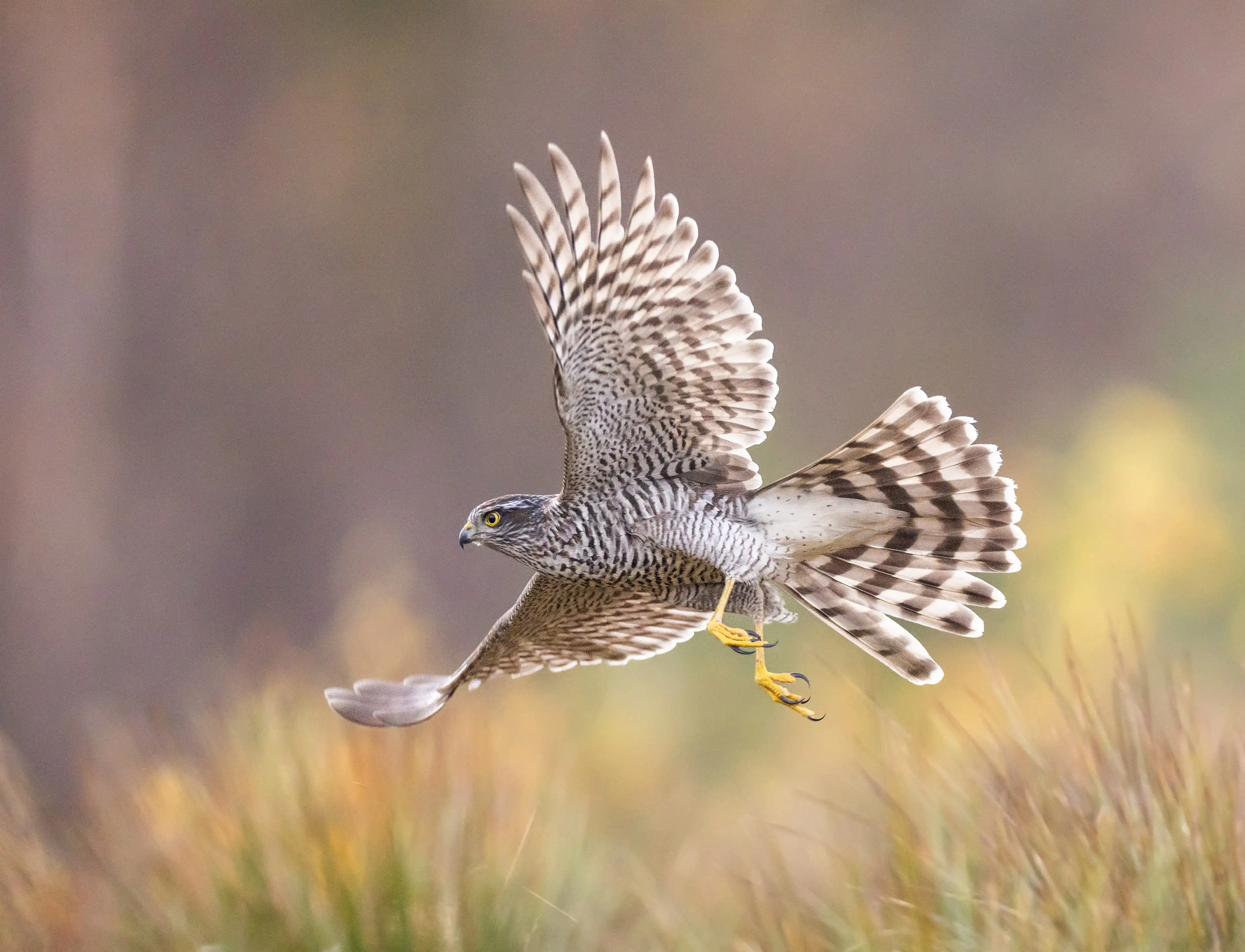 Autumn Norway gallery image 10